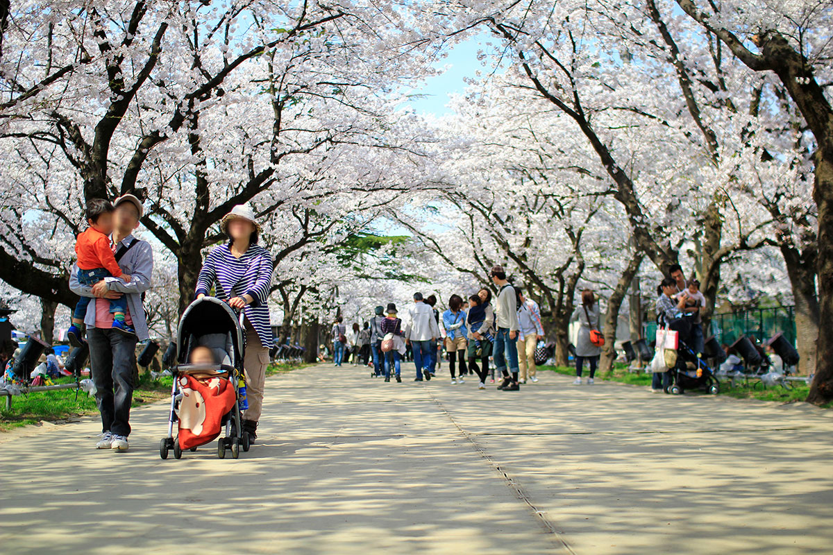 桜の名所として有名な高田公園。
